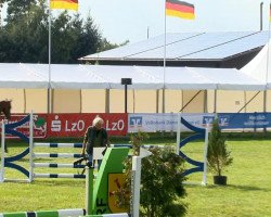 jumper Staccolue (Oldenburg show jumper, 2008, from Stakkatol)