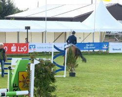 jumper Castelliano 2 (Oldenburg show jumper,  , from Callistus)