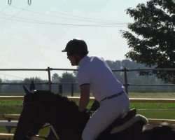 Springpferd Delilah Von Der Held (Belgisches Warmblut, 2009, von Bentley van de Heffinck)