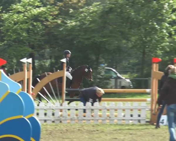 jumper Lante's Narcos (New Forest Pony, 2009, from Young Winsome's Adrian)
