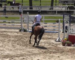 jumper Lord of Rock 2 (German Sport Horse, 2009, from Lionheart)