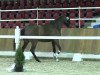 broodmare Eve La Fleur (Oldenburg, 2011, from Checkland)