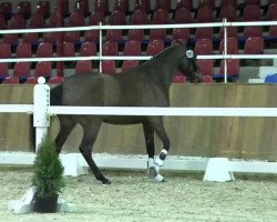 broodmare Eve La Fleur (Oldenburg, 2011, from Checkland)