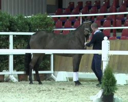 broodmare Anastasia (Oldenburg show jumper, 2011, from Verdi)