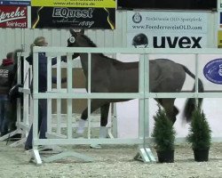 jumper Sera (Oldenburg show jumper, 2011, from Stakkato)