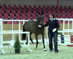 broodmare Stute von Surprice (Oldenburg, 2011, from Surprice)