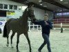 jumper Diadien (Oldenburg show jumper, 2011, from Diarado)