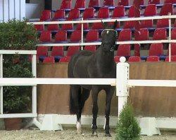 jumper Die oder Keine 16 (Oldenburg show jumper, 2010, from Diarado)