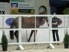 jumper Checki Lou (Oldenburg show jumper, 2010, from Check In 2)