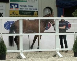 jumper Checki Lou (Oldenburg show jumper, 2010, from Check In 2)