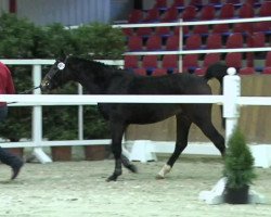 Springpferd Toto (Deutsches Reitpony, 2011, von Timesquare)