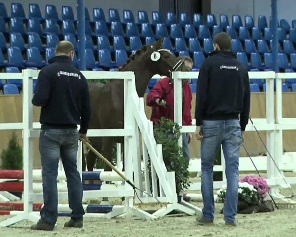 horse Romeo Magnus HJ (German Riding Pony, 2011, from Oosteinds Ricky)