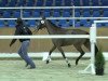 jumper Quatman's Girl B (German Riding Pony, 2011, from Quatman)