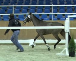 Springpferd Quatman's Girl B (Deutsches Reitpony, 2011, von Quatman)