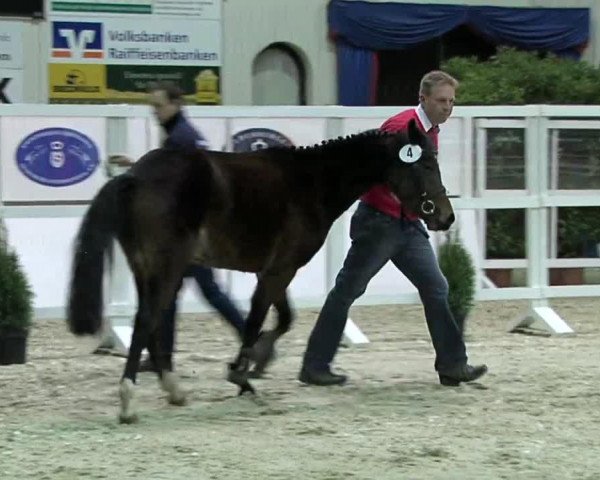 jumper A Fleur (German Riding Pony, 2011, from Makuna Matata WE)