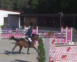 jumper Quidam de Revel 3 (KWPN (Royal Dutch Sporthorse), 2008, from Quidam de Revel)