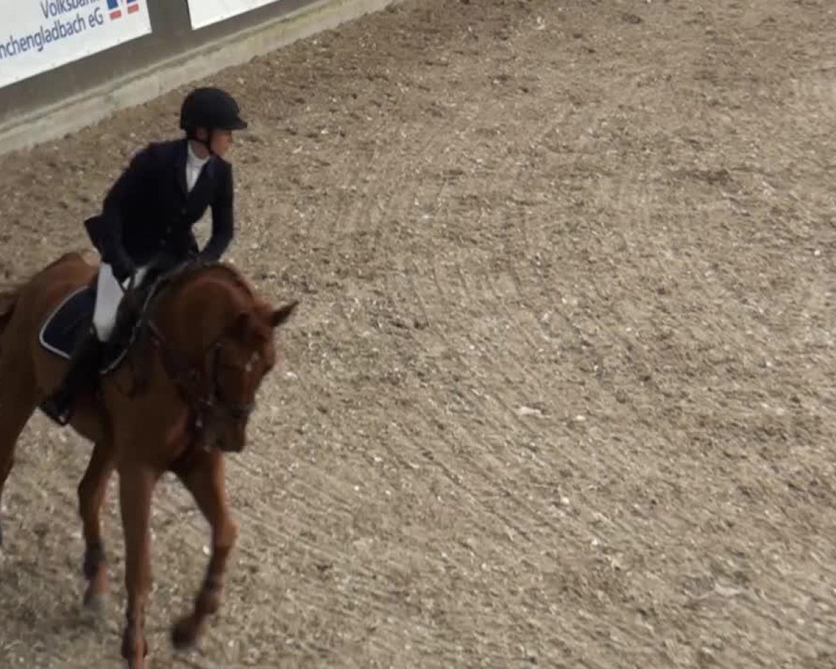 jumper Cornell de Muze (KWPN (Royal Dutch Sporthorse), 2007, from Triomphe de Muze)