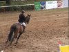 jumper Step up 2 (Hanoverian, 2006, from Salito)