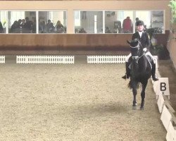 dressage horse El-Sombrero (Westphalian, 2009, from Ehrenmann)