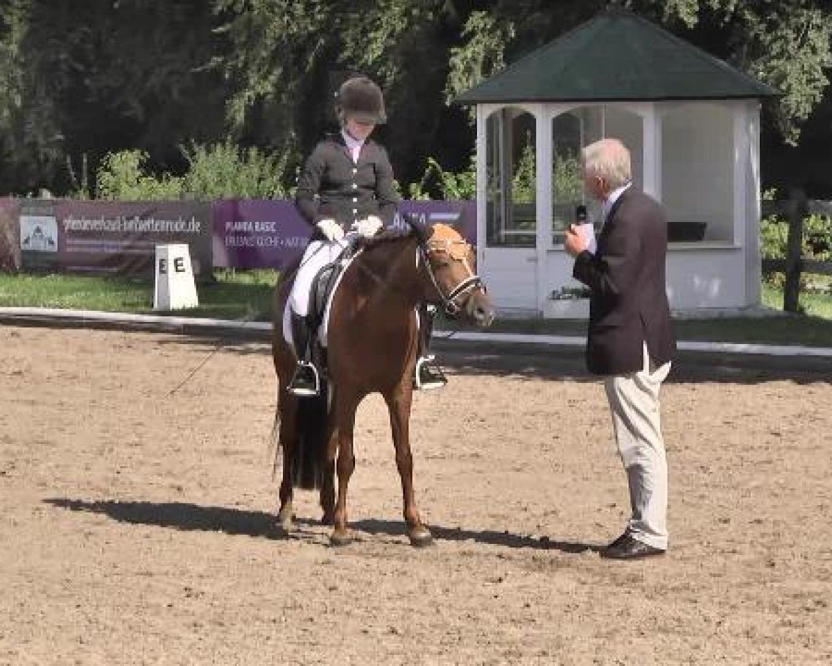 Dressurpferd Oxana 34 (Pony ohne Rassebezeichnung, 2005)