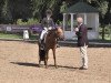 dressage horse Oxana 34 (Pony without race description, 2005)