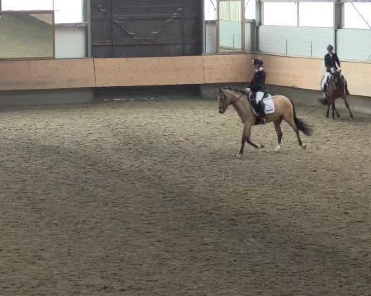Zuchtstute Donnerzauber 4 (Deutsches Reitpony, 2010, von Donnerwetter)