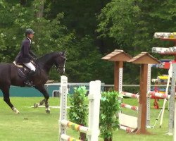 jumper Luk 21 (Oldenburg show jumper, 2009, from Lake Tahoe)