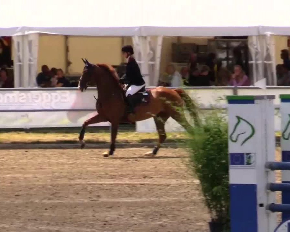 jumper HH Gypsy 2 (Hanoverian, 2009, from Stakkato)