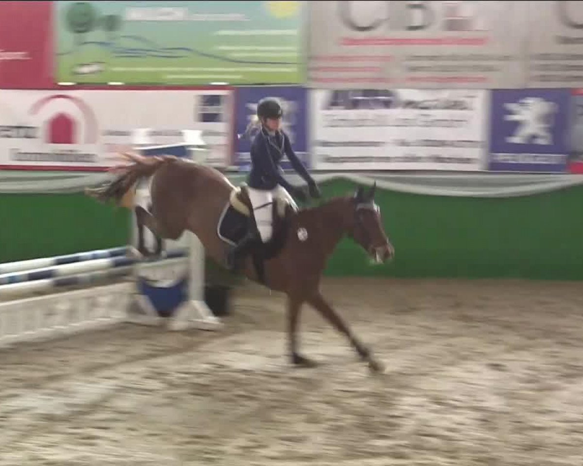 Springpferd Check me out 2 (KWPN (Niederländisches Warmblut), 2006, von Indoctro)