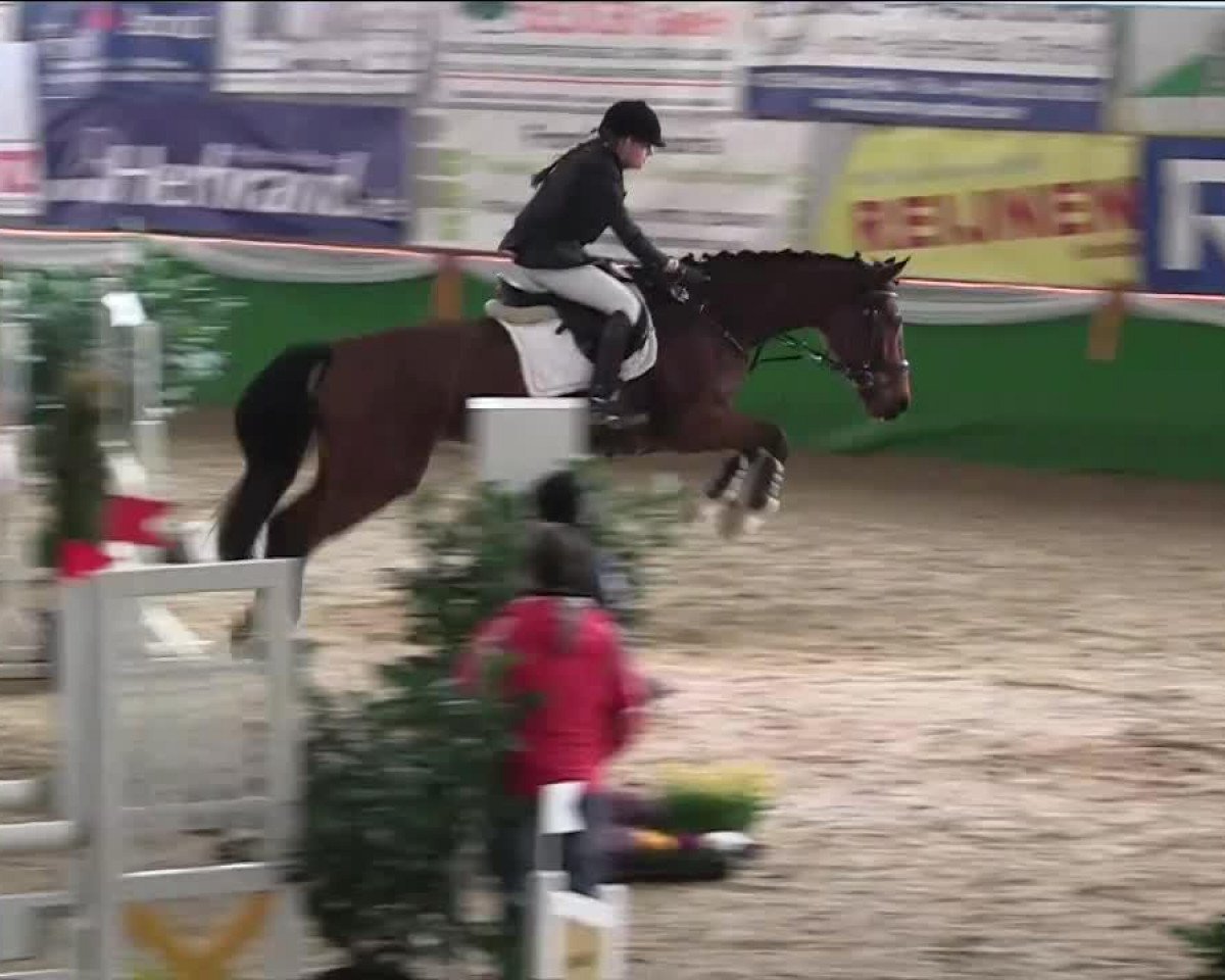 jumper Chivalry Double Dutch (KWPN (Royal Dutch Sporthorse), 2007, from Dutch Capitol)