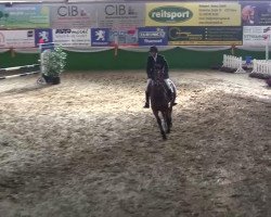 broodmare Jump for Joy 2 (Zangersheide riding horse, 2005, from Jumpilot)