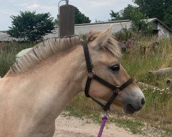 horse Olivia Kjærsø (Fjord Horse, 2020, from Model Skovå)