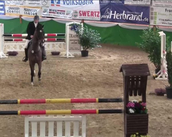 jumper Fit for Party (Hanoverian, 2008)