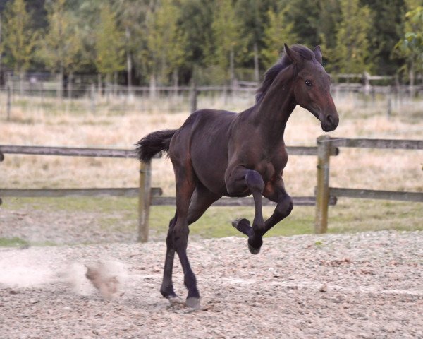 Springpferd Hashtag Henri (Westfale, 2021, von Highland White)