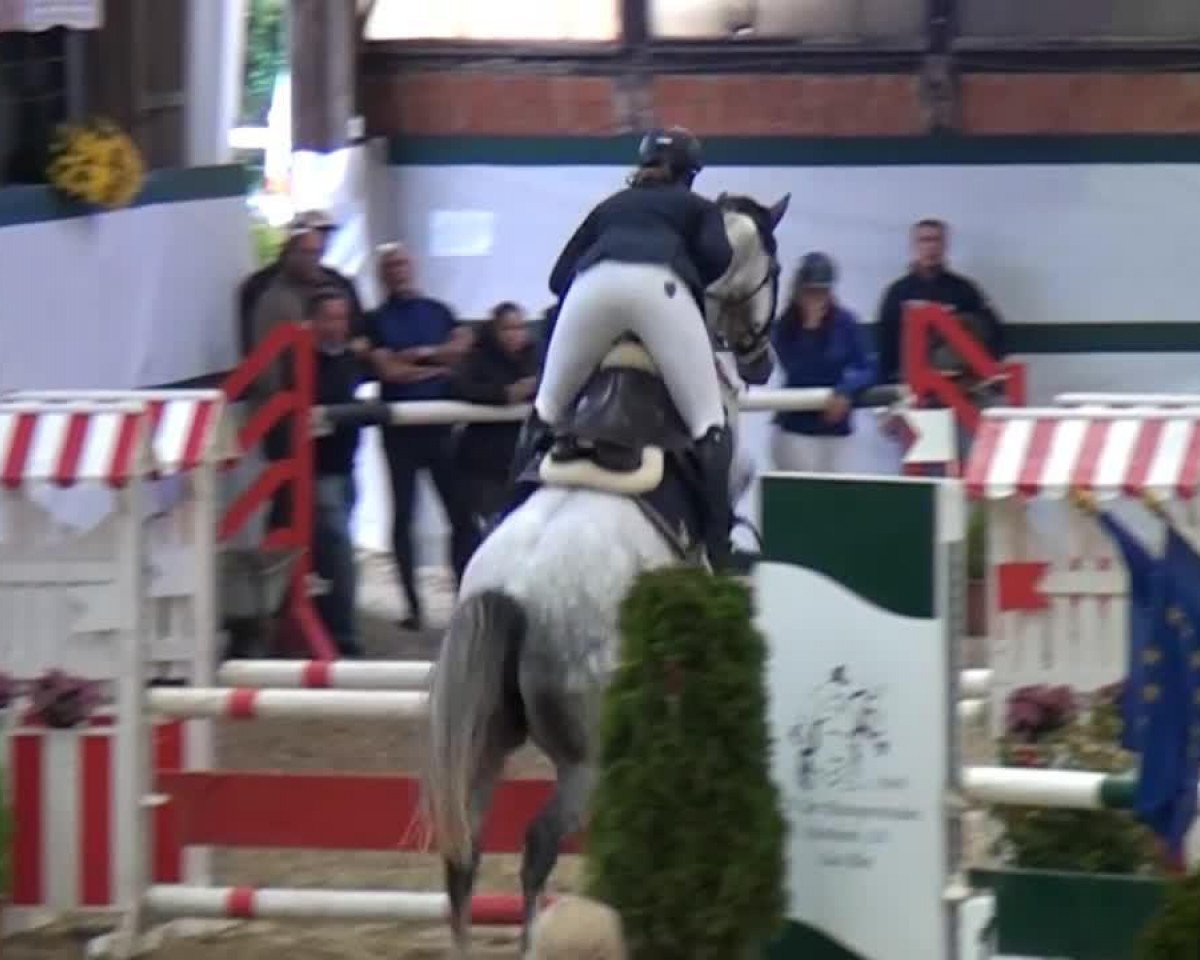 jumper la Belle de Rouet (Oldenburg show jumper, 2009, from Livello)
