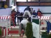 jumper la Belle de Rouet (Oldenburg show jumper, 2009, from Livello)