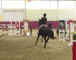 Springpferd Plume des Baleines (Selle Français, 2003, von Rox de la Touche)