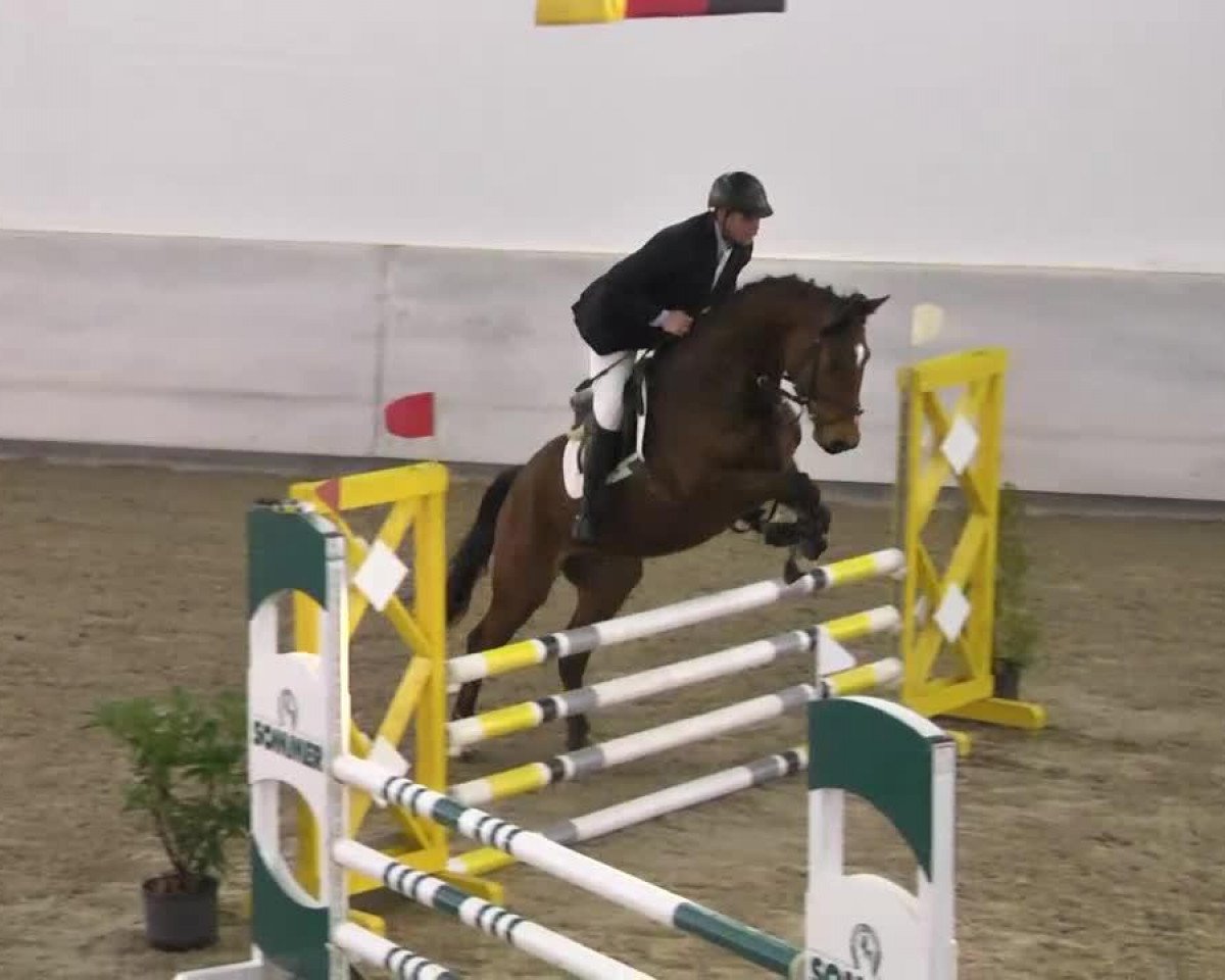 Pferd Conmiro 3 (Zweibrücker, 2009, von Ciro 5)
