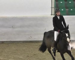 broodmare Mareike 53 (Oldenburg show jumper, 2008, from Caretano Z)