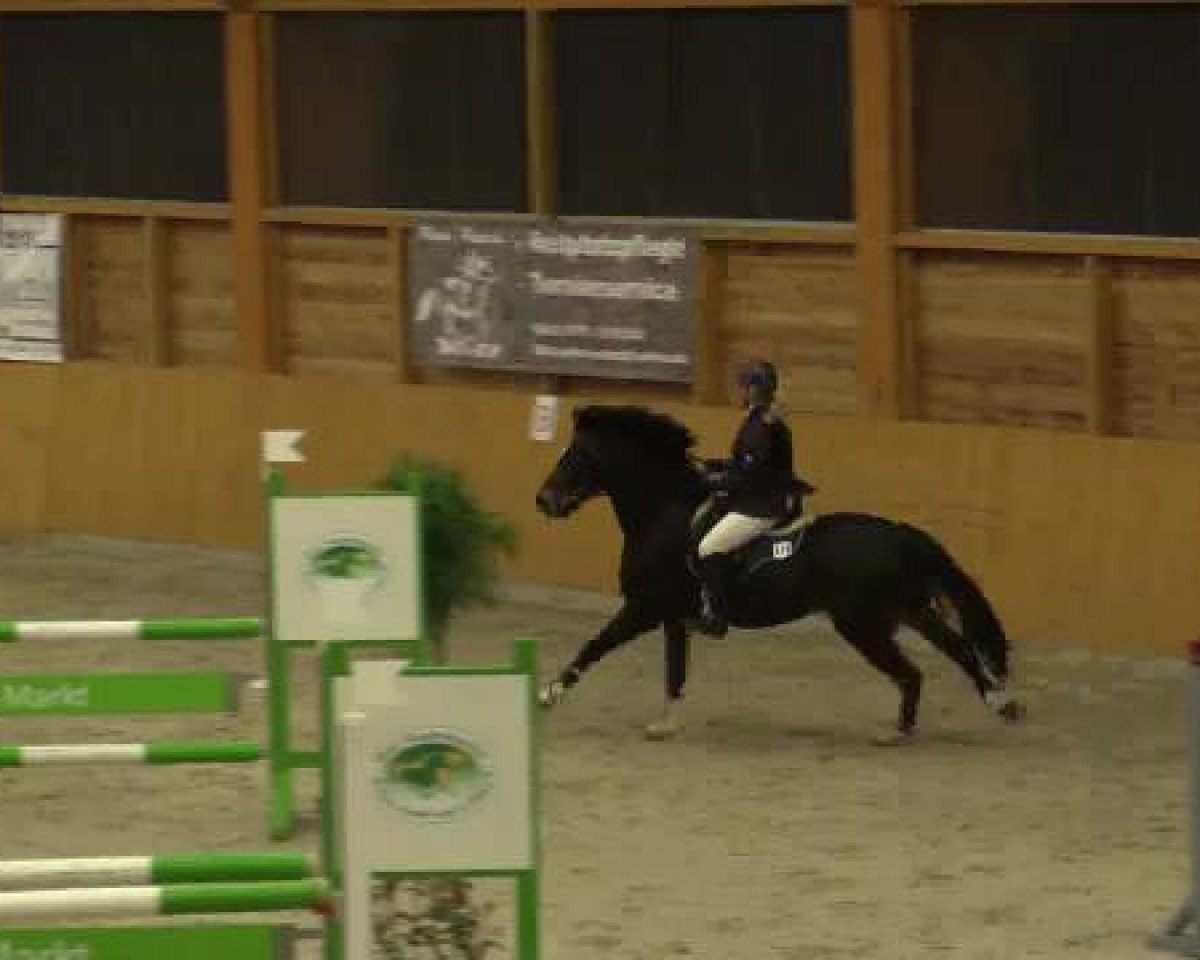 jumper Gershwin 101 (German Riding Pony, 2008, from Giron)