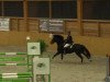 jumper Gershwin 101 (German Riding Pony, 2008, from Giron)