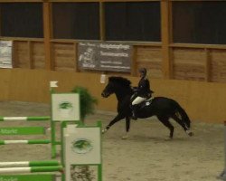 jumper Gershwin 101 (German Riding Pony, 2008, from Giron)