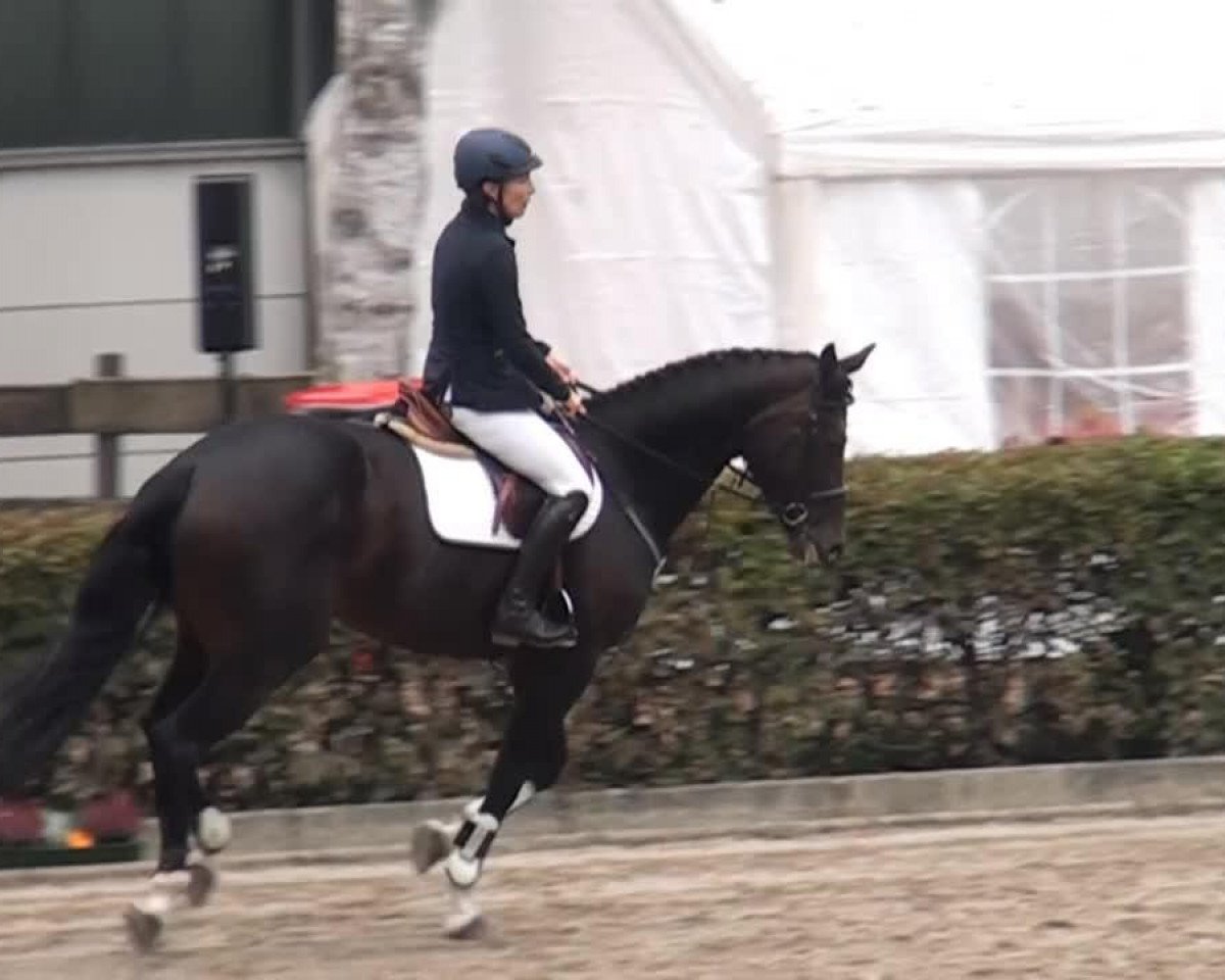 Springpferd Cilien (Mecklenburger, 2009, von Command)