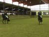 dressage horse Littlefoot 43 (Westphalian, 2010, from Lissaro)