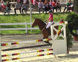 jumper Quinn 34 (German Sport Horse, 2009, from Quintano)