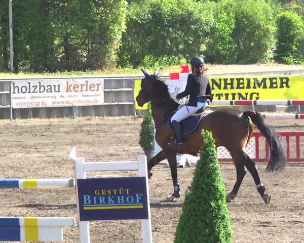 jumper Caltano SBK (Zangersheide riding horse, 2005, from Calato)