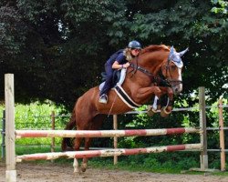 dressage horse Holiday 82 (Hanoverian, 2004, from His Highness)