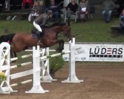 jumper Anabell 106 (German Warmblood, 2008, from Acadius)