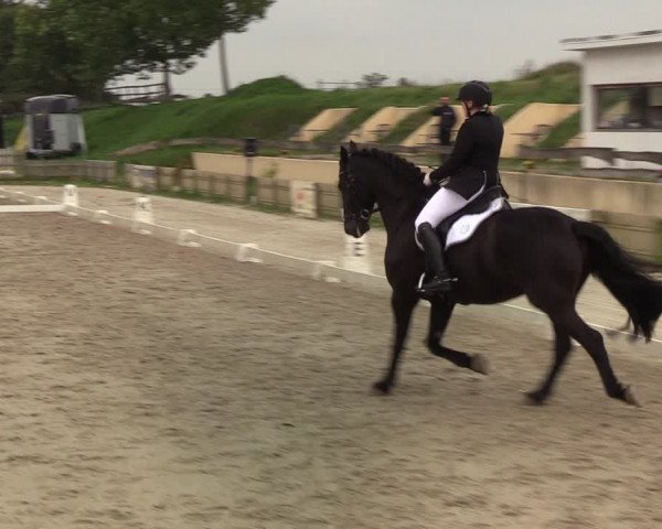 Reitturnier Schülp / Rendsburg 2020