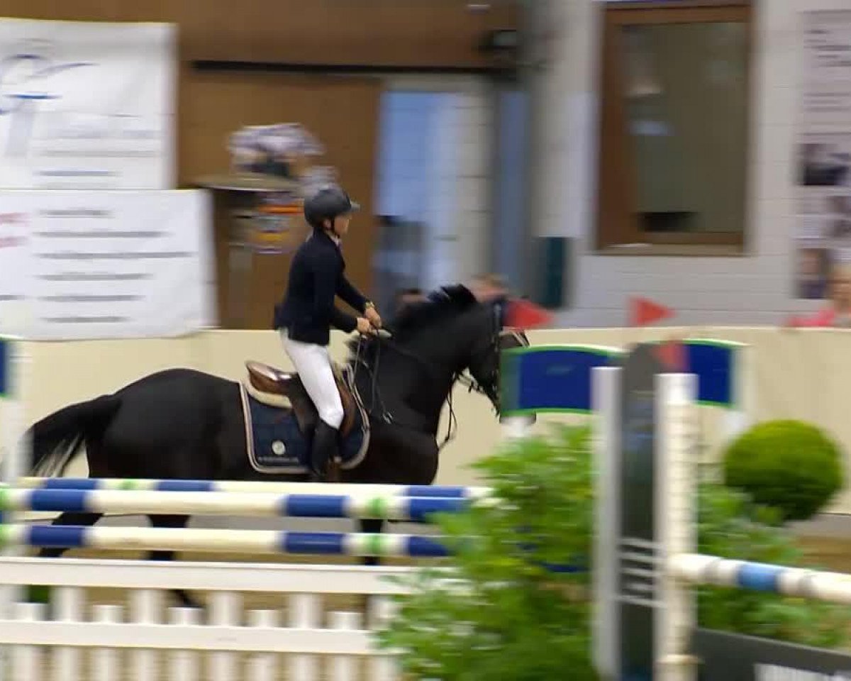 jumper Aco Monaco (Oldenburg, 2006, from Abke 4)